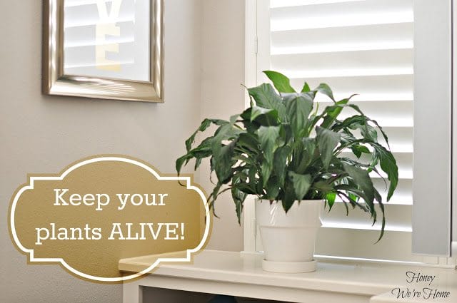 How I Keep My House Plants Alive