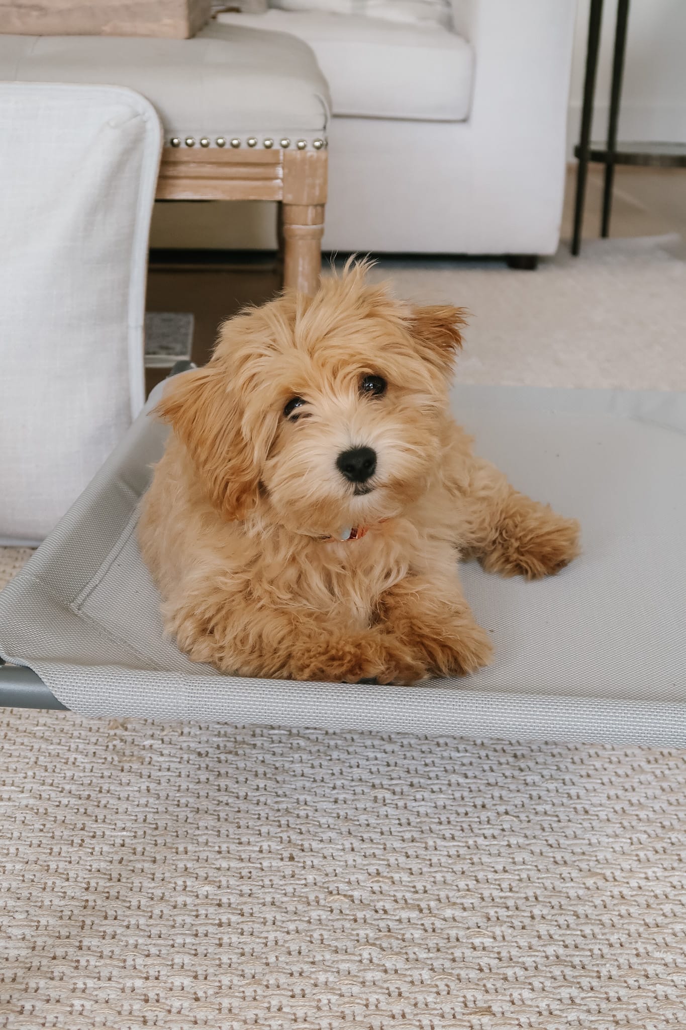 Maltipoo Puppy Update | Potty Training Tips & More