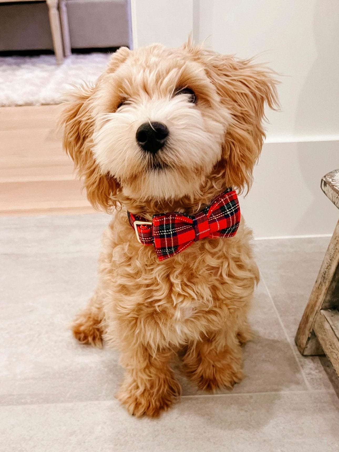 Luke Christmas bow tie dog